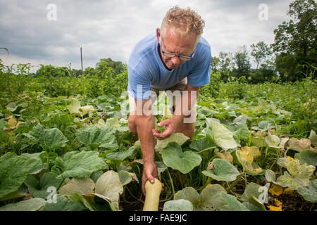Farmer picking yellow squash straight from the vine Stock Photo