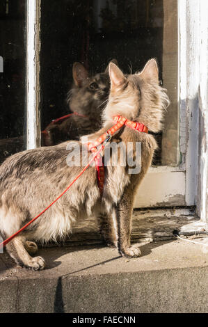 Somali blue (grey) kitten. Outside on a harness. 6 months old male. Stock Photo