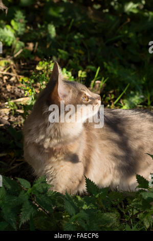 Somali blue (grey) kitten. Outside on a harness. Stock Photo