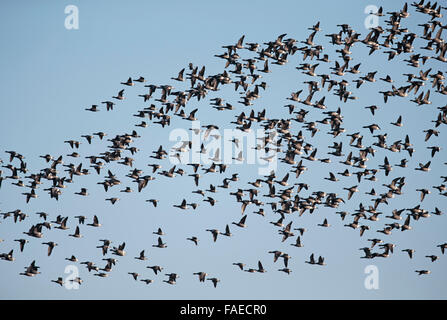 Dark-bellied Brent Geese, Branta bernicla bernicla, flock in flight, Stock Photo