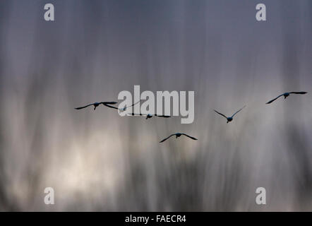 Whooper Swans, Cygnus cygnus, flying against dark sky with out of focus trees in foreground, Stock Photo