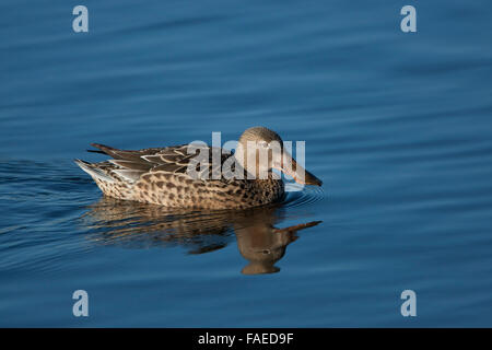 Northern Shoveler, Anas clypeata, female swimming Stock Photo