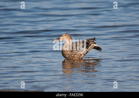 Northern Shoveler, Anas clypeata,  female wind stretching Stock Photo