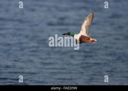 Northern Shoveler, Anas clypeata, drake flying Stock Photo