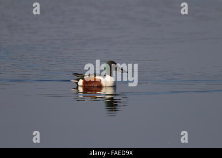 Northern Shoveler, Anas clypeata, drake swimming, Stock Photo