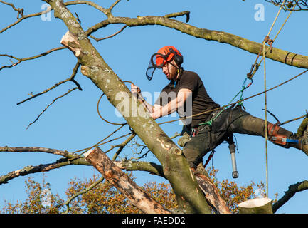Forester male  working at height in the top of a tree.  He is tied or belayed to the tree by ropes with full safety equipment. Stock Photo