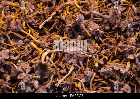 Bunch of Funnel Chantarelles all over Stock Photo