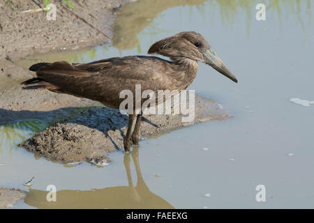 Zambia, South Luangwa National Park, Mfuwe. Hamerkop (Wild: Scopus umbretta), aka hammerkop, hammerkopf, hammerhead, hammerhead Stock Photo