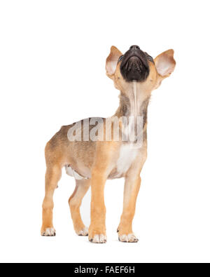 One tiny little adorable mixed breed puppy looks up. Bandage is visible from spaying. White background Stock Photo