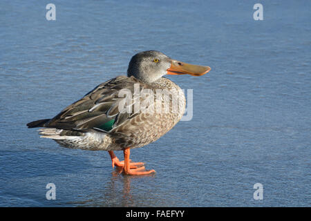 Female Northern Shoveler Duck (Anas clypeata) hen standing on ice of frozen winter lake Stock Photo