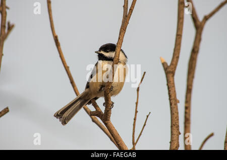 Black-capped chickadee on a branch Stock Photo