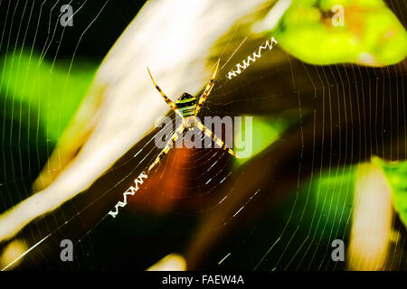 Closeup Picture of Spider standing on the spiderweb Stock Photo