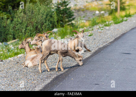 Rocky Mountain Bighorn Sheep on the side of the road, Alberta Canada Stock Photo