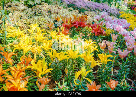 Different kinds of flowers growing in a garden Stock Photo