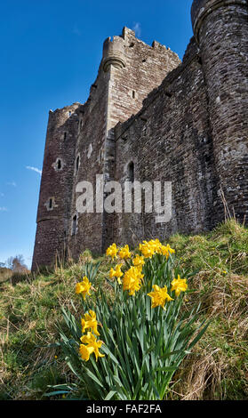 wild daffodil in front of Doune Castle, Scotland, Europe Stock Photo