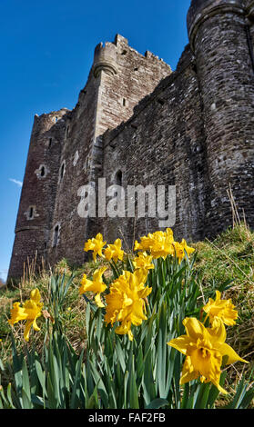 wild daffodil in front of Doune Castle, Scotland, Europe Stock Photo