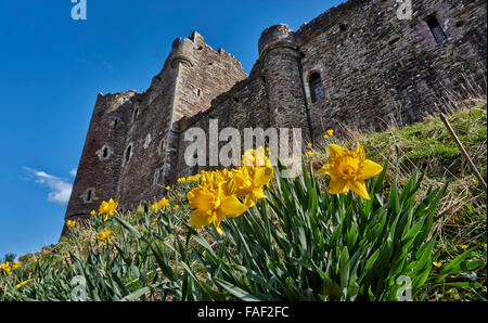 wild daffodil in front of Doune Castle, Scotland, Europe Stock Photo