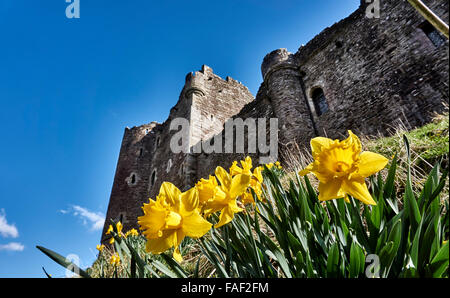 wild daffodil in front of Doune Castle, Scotland, Europe Stock Photo