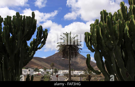 Cacti and palm tree on a street in Yaiza near the Timanfaya National Park on the Canary Island Lanzarote, Spain, 09 October 2015. The landscape obtained its bizarre shape during the enormous volcanic eruptions between 1730 and 1736. Photo: Peter Zimmermann - NO WIRE SERVICE - Stock Photo