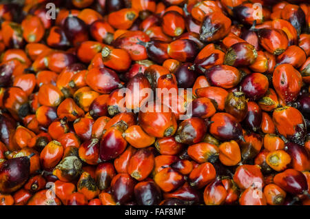 Palm kernels for the production of palm oil in Sierra Leone.
