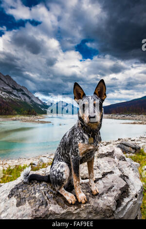 Hiking with a Blue Heeler puppy, Medicine Lake Jasper National Park Alberta Canada Stock Photo