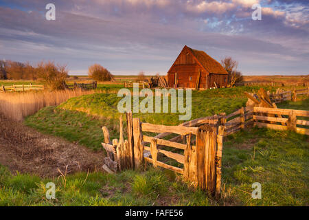 An old traditional sheep barn or 'schapenboet' on the island of Texel in The Netherlands in early morning sunlight. Stock Photo