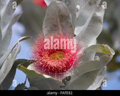 Eucalyptus macrocarpa flower, a eucalyptus species found in Western Australia Stock Photo