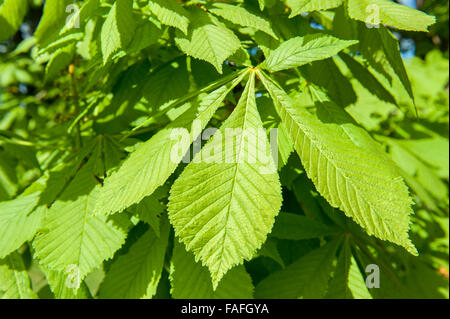 Close up of horse chestnut leaves in summer Stock Photo