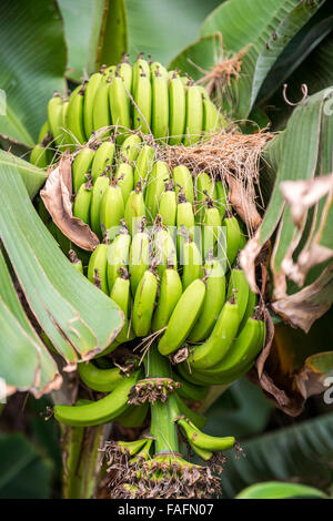 close up green banana bunch in tree Stock Photo