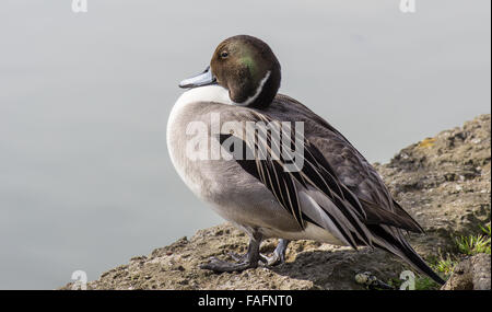 Male Northern pintail (Anas acuta) duck resting at Shinobazu Pond, Ueno Park, Tokyo Stock Photo