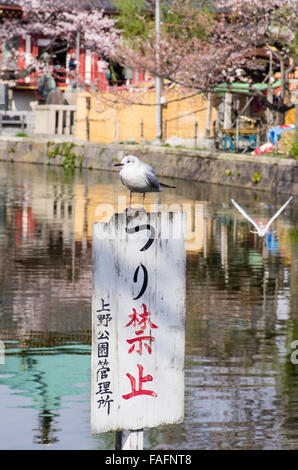 Seagull sitting on a 'No Fishing' sign on Shinobazu Pond, Ueno Park, Tokyo with another one in flight. Stock Photo