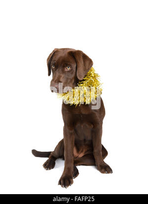 Chocolate labrador retriever dog wearing Christmas decorations isolated on white background Stock Photo