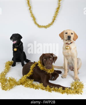 Yellow, black and chocolate labrador retriever dogs wearing Christmas decorations Stock Photo