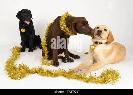 Yellow, black and chocolate labrador retriever dogs wearing Christmas decorations Stock Photo