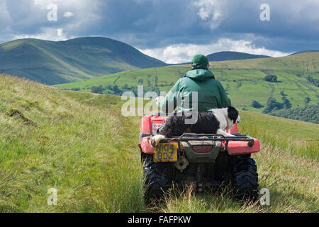 Shepherd on a quad bike with sheepdog sitting behind him, driving on moorland, UK Stock Photo