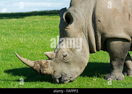 White Rhinoceros roaming in pastures at Knowsley Safari Park, Merseyside, UK. Stock Photo