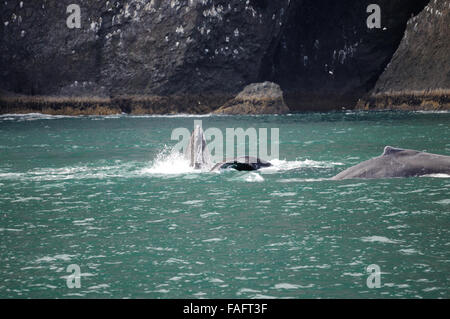 Humpback Whales feeding in Resurection Bay, Seward Alaska Stock Photo
