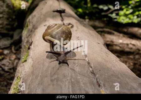 A snail crawls across a fallen tree trunk Stock Photo