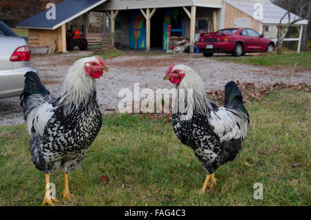 Face off, two roosters face off and watch other in yard, Maine, USA Stock Photo