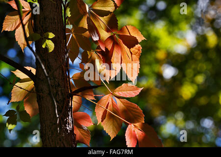 Autumn leaves Stock Photo