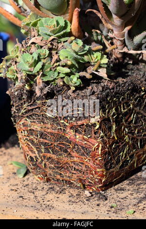 Root bound pot - close up Stock Photo