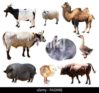 bulls and other farm animals. Isolated over white background Stock Photo