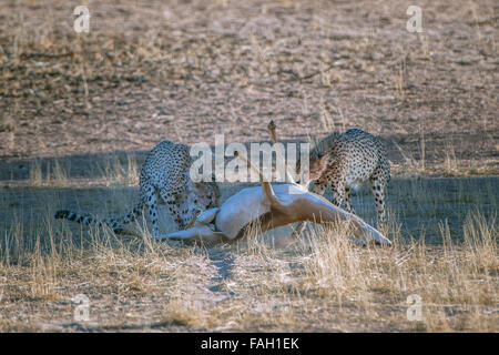Two cheetahs (Acinonyx jubatus) eating plan on an antelope, Kgalagadi Transfrontier Park, Northern Cape Province, South Africa Stock Photo