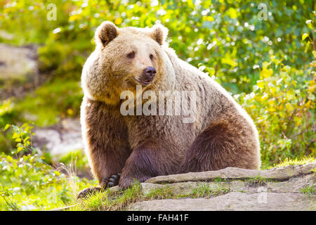 Big adult brown bear sitting in the sunset Stock Photo