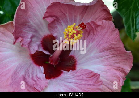 Very larg pink hibiscus flower with two kinds of pink (a darker and a lighter one). Green leaves background and sky behind. Spring present bouquet. Stock Photo