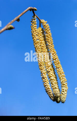 Corylus avellana Corkscrew Hazel three catkins on twig Stock Photo