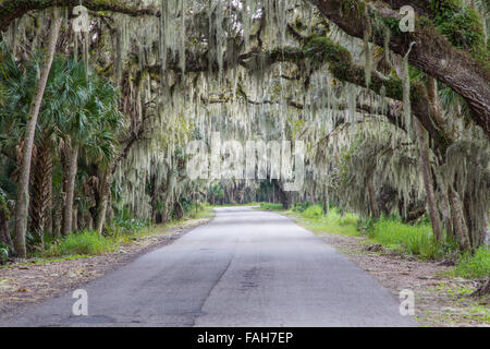 Spanish Moss hanging from Live Oak trees over road in Myakka River State Park in Sarasota Florida Stock Photo