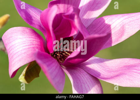 Magnolia × soulangeana pink purple flower blossom in the spring Stock ...