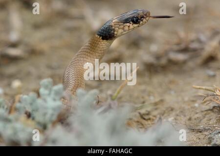 Collared dwarf snake (Eirenis collaris) with neck raised and tongue out. A snake in the family Colubridae Stock Photo