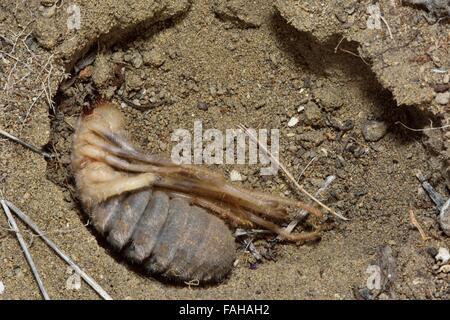 Female camel spider (solifuge) in burrow. A large arachnid in the order Solifugae exposed under a stone, in Azerbaijan Stock Photo